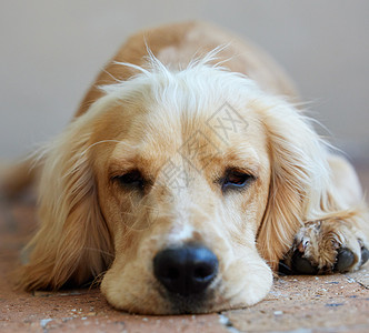 我们都是好孩子可卡犬年轻的高清图片