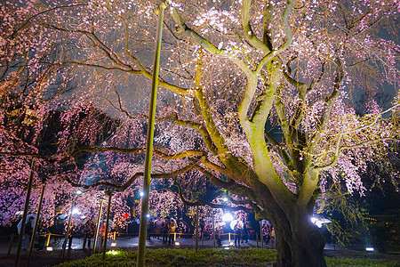 花朵盛开的罗克登人公园木头文化风格叶子夜景庭园点亮花园花瓣图片