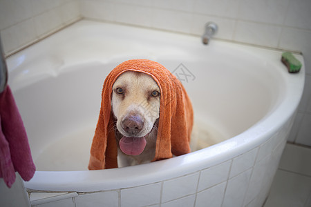 这就是当名人的感觉 在家里洗澡的可爱狗啊 家常便饭图片