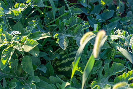 西瓜夏天在绿色西瓜种植园里生长 农用西瓜田地上种植园艺藤蔓土壤成长季节甜瓜食物茶点水果农业图片