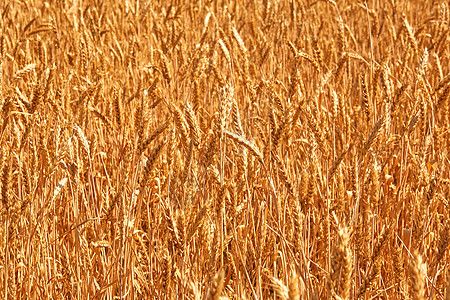 夏季末小麦田完全成熟 自然照像小麦农村农田生长天空季节风景农场地平线草地图片