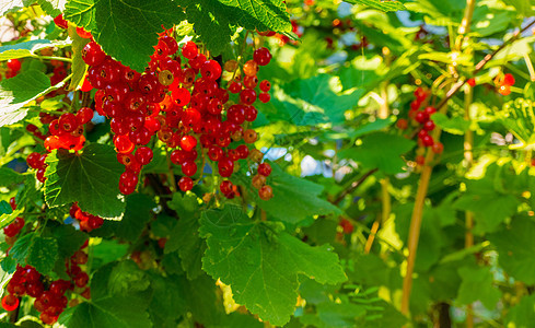 成熟的红醋栗浆果在花园的树枝上 红醋栗 醋栗或普通或花园醋栗团体肋骨季节植物园食物灌木丛植物群栽培园艺灌木图片