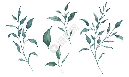 一组不同形状的水色叶子 显示绿色叶子和白色背景上隔绝的树枝 掌声繁荣灌木丛绘画绿色植物收藏花园乡村水彩树叶艺术图片