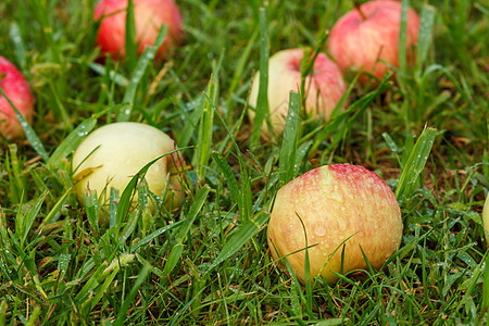 果园绿草上的红苹果季节绿色叶子健康红色食物团体水果饮食植物图片