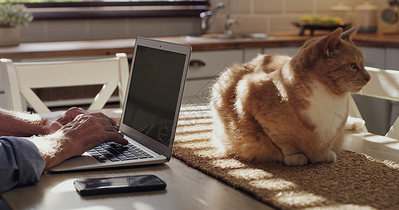 今天早晨的阳光非常适合工作和我的猫 一个面目全非的男人和他的猫坐在厨房里 用他的笔记本电脑在家工作图片