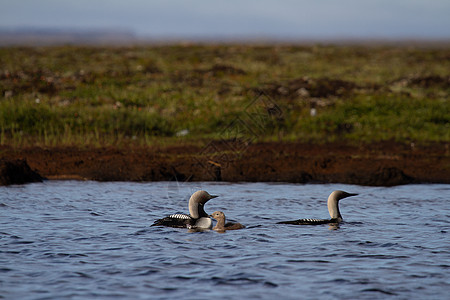 两只成年太平洋龙或太平洋潜水员和少年在背景是柳树的北极湖中游来游去观鸟黑与白水域旅行条纹动物群游泳野生动物钓鱼动物图片