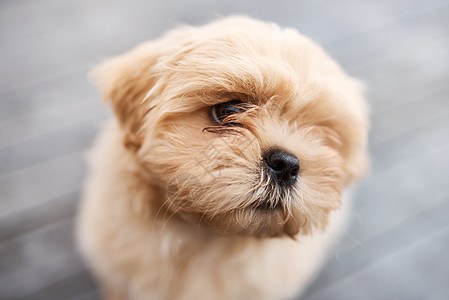 你买不到幸福 但你可以拯救它 一只可爱的狗坐在木门廊外的户外图片