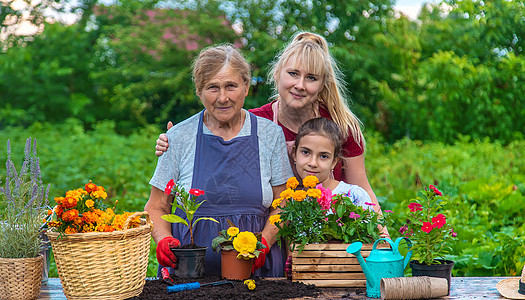外婆和孙女在花园里种花 有选择的专注点母亲帮助乐趣家庭幸福植物活动农场微笑女士图片