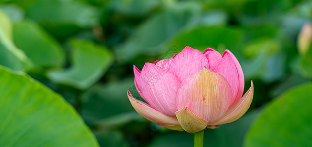 一朵粉红色的莲花在风中摇曳 以他们的绿叶为背景 自然环境中湖上的莲花场花朵野花百合花粉荷叶叶子宏观植物群池塘植物学图片