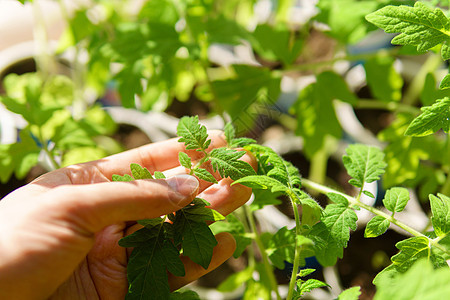 在塑料锅中播种番茄 为年轻植物种植园艺 选择性重点图片