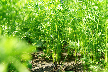 家庭园艺和种植胡萝卜种植概念 选择重点植物收获土壤种植园蔬菜幼苗花园农民叶子土地图片