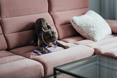 有趣的小狗在粉红沙发上玩耍 在家里玩金链的法国斗牛犬图片