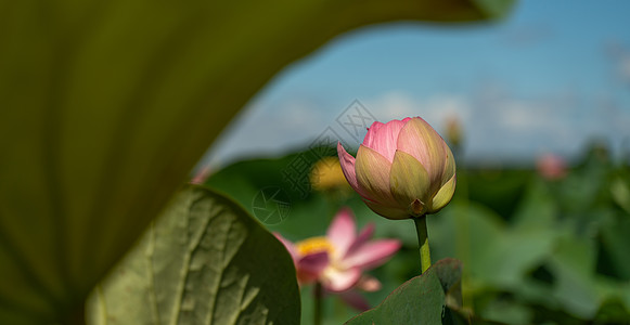 一朵粉红色的莲花在风中摇曳 以他们的绿叶为背景 自然环境中湖上的莲花场宏观荷叶荷花花瓣花粉植物群百合花朵植物学植物图片