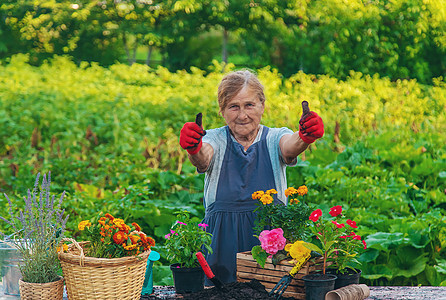 高级妇女在花园里种花 有选择地集中精神祖母种植横幅农业退休微笑季节工作成人老年图片