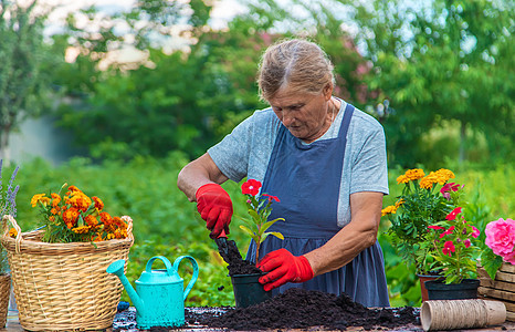 高级妇女在花园里种花 有选择地集中精神栽培退休后院工作种植女士爱好植物老年园艺图片