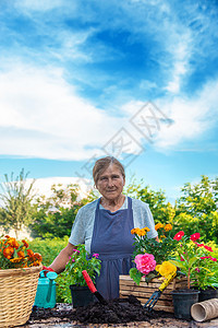 高级妇女在花园里种花 有选择地集中精神祖母女性女士爱好工作栽培微笑横幅退休农业图片
