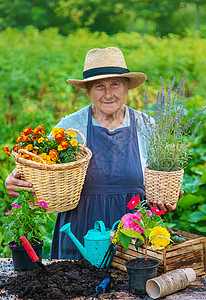 高级妇女在花园里种花 有选择地集中精神植物祖母微笑老年农业工作后院闲暇成人园艺图片