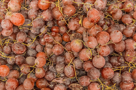 红葡萄种植和收获天然成熟的葡萄酒本底水果饮食甜点收成葡萄园藤蔓果汁酒厂叶子农业图片