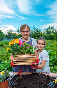 外婆和孙女在花园里种花 有选择的专注点女孩女性奶奶帮助农场孩子植物活动成人祖母图片