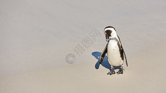 黑脚企鹅在南非的博尔德海滩上出现过海滩荒野晴天公园海鸟动物摄影假期生活婴儿图片