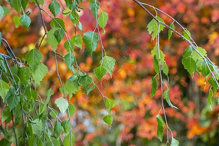 Birch 树枝 秋天下午阳光下有绿叶 美丽的秋天背景 (注 )图片
