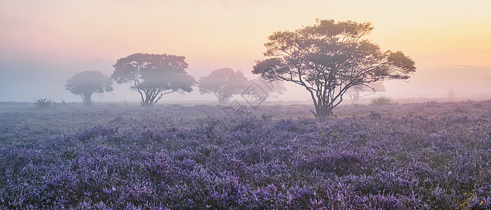 国家公园 Veluwe 盛开的紫色粉红色石南花 Veluwe 上盛开的加热器薄雾草地植物场地荒地公园旅行农村爬坡天空图片