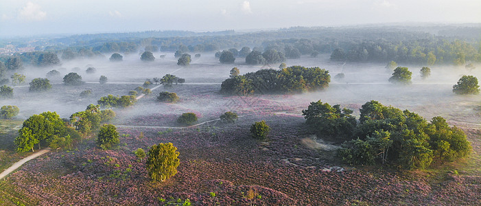 国家公园 Veluwe 盛开的紫色粉红色石南花 Veluwe 上盛开的加热器爬坡荒地旅行远足薄雾天空农村草本植物公园场地图片