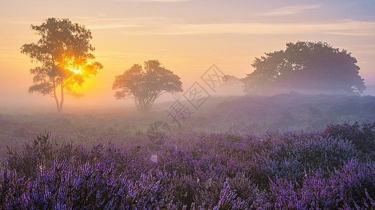 国家公园 Veluwe 盛开的紫色粉红色石南花 Veluwe 上盛开的加热器爬坡远足丘陵农村植物公园草地旅行草本植物薄雾图片