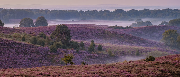 Posbank国家公园Veluwe 紫粉色鲜花加热器盛开公园远足植物荒地天空场地薄雾爬坡旅行紫色图片