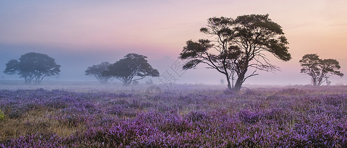 国家公园 Veluwe 盛开的紫色粉红色石南花 Veluwe 上盛开的加热器旅行草本植物远足薄雾植物天空荒地草地场地公园图片