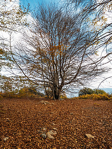 秋叶的地毯 在一棵大树前面 有许多干枯的树枝图片