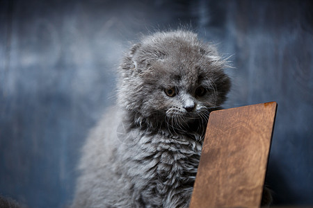 在木制电话亭上的小小不赖折叠小猫毯子猫咪木板披肩意图动物床单跳跃眼睛宠物图片