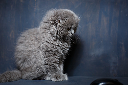 英国小折叠猫咪玩电脑鼠标游戏动物晶须笔记本毛皮眼睛网上购物技术展示宠物商业图片