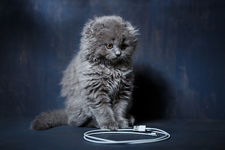 小英国折叠小猫玩有线电视 充电电话毛皮羊毛头发动物猫科动物房子猫咪游戏爪子宠物图片