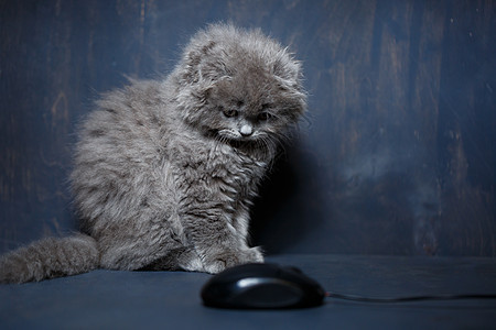 英国小折叠猫咪玩电脑鼠标游戏键盘毛皮工人互联网耳垂商业晶须幼兽生活宠物图片
