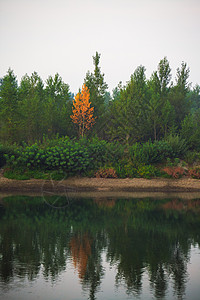 秋天 森林茂密 林冠绿树和多彩的黄色树冠荒野史诗云杉林地叶子针叶横梁绿色针叶林环境图片