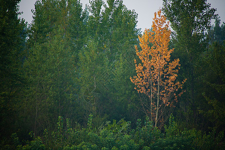 秋天 森林茂密 林冠绿树和多彩的黄色树冠云杉环境树木史诗生态横梁荒野林地针叶林绿色图片