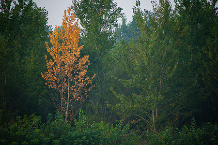 秋天 森林茂密 林冠绿树和多彩的黄色树冠生态天篷环境针叶林叶子荒野史诗横梁树木林地图片