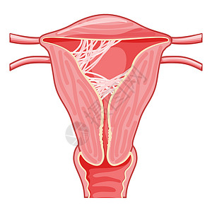 子宫内女性生殖系统疤痕组织粘合症 前视切片切口 表1 人体解剖器官插图女性输卵管图表生物学药品生殖器腹部女士骨盆图片