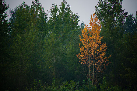 秋天 森林茂密 林冠绿树和多彩的黄色树冠树木环境林地叶子荒野天篷横梁史诗绿色针叶林图片