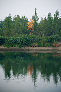 秋天 森林茂密 林冠绿树和多彩的黄色树冠生态荒野叶子史诗针叶林树木针叶林地横梁天篷图片