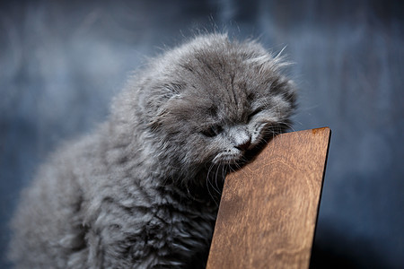 在木制电话亭上的小小不赖折叠小猫孩子兽医羊毛木板食物血统房子披肩动物意图图片