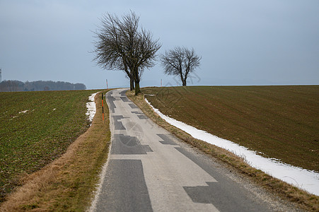 沿一条狭窄的乡村公路上三棵树图片