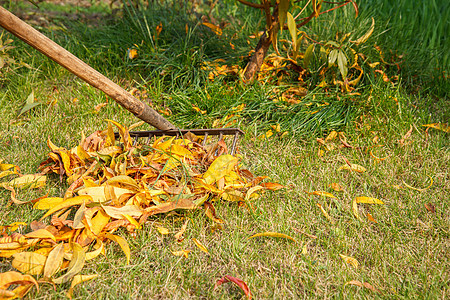 园丁在秋天清扫花园工作女士树叶女性成人公园工具园艺绿化后院图片