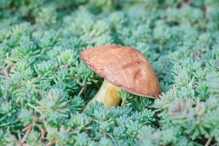 在森林的苔里 食用可食蘑菇图片