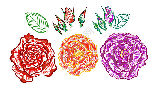 鲜花的集合 玫瑰 有芽的红色紫色和黄色花 一朵花的程式化插图 标志标志 素描风格图片