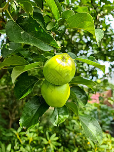 树枝上的绿色苹果 可以有选择性地集中和软的bokeh采摘园艺收获叶子收成农业植物果园花园农场生长图片