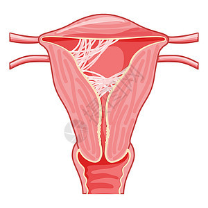 子宫内女性生殖系统疤痕组织粘合症 前视切片切口 表1 人体解剖器官子宫女士妇科宫颈组织妇科医生腹部生育力癌症药品背景图片