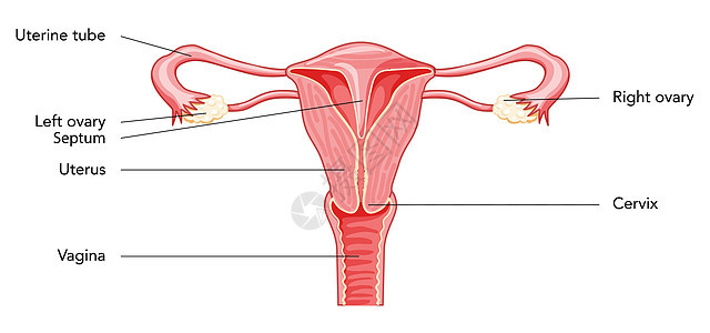 女性生殖系统图 上面有刻有文字的文字 人体解剖内脏器官; 外科图片