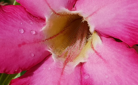 粉红色花朵或或紧贴美丽 清晨露出新露水植物雌蕊植物群树叶花瓣宏观花束花园礼物植物学图片